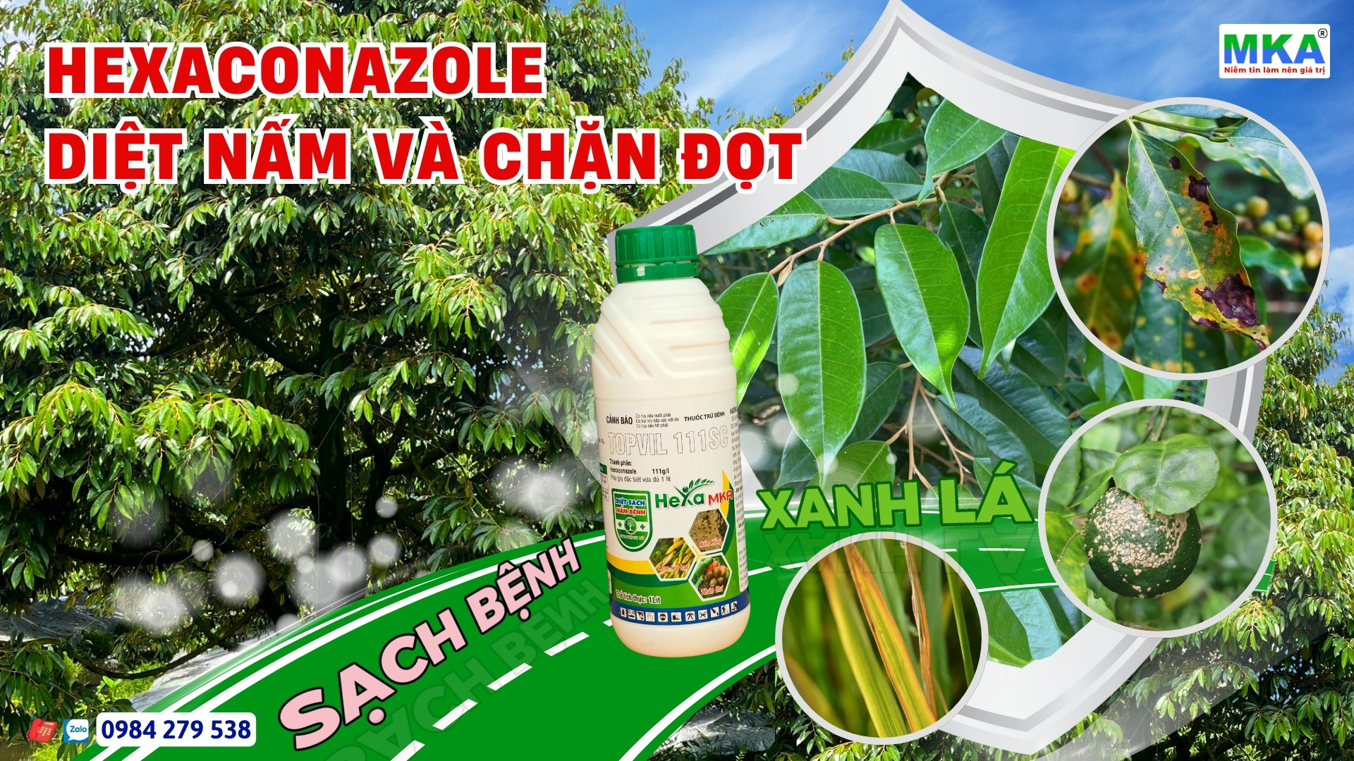 Hexaconazole tác dụng diệt nấm và cơ chế chặn đọt